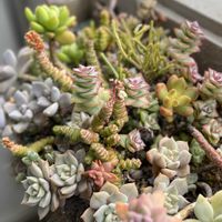 朧月,セダム  ビアポップ,ストロベリーバルブ,多肉植物,セダム属の画像