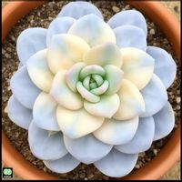 エケベリア ラウイ錦,斑入り多肉,神奈川タニラー,多肉男子の画像