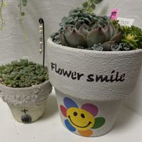 多肉植物,しぞーか勢,KOHリメ鉢の画像