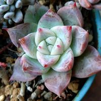 セダム,エケベリア,寄せ植え,多肉植物,love&peaceの画像