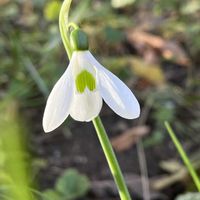 シクラメン,スノードロップ,プリムラ マラコイデス,お散歩中の画像