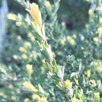 ロータスブリムストーン,お気に入り,シルバーリーフ,見てるだけで嬉しい,暑さ寒さに強いの画像