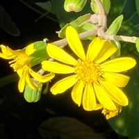 ツワブキ,斑入りツワブキ,ツワブキ(石蕗),ツワブキ 蕾,石蕗(つわぶき)の花の画像