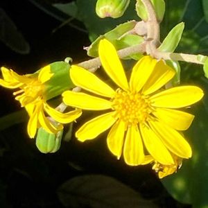 ツワブキ,斑入りツワブキ,ツワブキ(石蕗),ツワブキ 蕾,石蕗(つわぶき)の花の画像