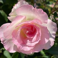 花壇,お出かけ先で,家庭菜園の画像