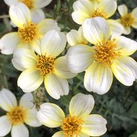 ウインターコスモスの画像