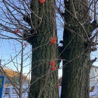 アオキ,アオキ,カラスウリ,カラスウリ,キンギョソウの画像