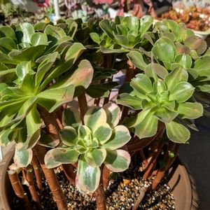 寄せ植え,多肉植物,葉挿し,リメ缶,多肉寄せ植えの画像