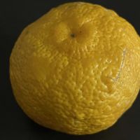 柚子,柚子,かぼちゃ,柚子の木,柚子の木の画像