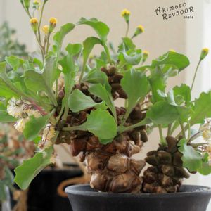 オトンナ属,コーデックス,根塊植物,タニラー,その他部屋の画像