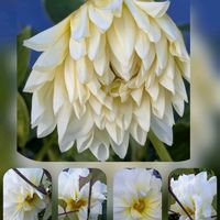 サザンカ,ダリア,ランタナ,パンジーの画像