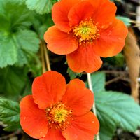 ルリマツリ,ロータスブリムストーン,プセウデランテムム・ラクシフロルム,ニンニクカズラ,ベニバナダイコンソウの画像