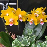 サボテン,リプサリス,魔界麒麟,ギムノカリキウム属 牡丹玉,モンビレア残雪の峰の画像