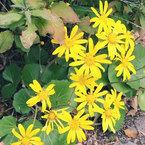 ツワブキ,ツワブキ,亀甲竹（きっこうちく）,日本庭園,今日のお花の画像