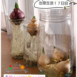 ヒヤシンス,ヒヤシンス水耕栽培,癒し…♡,すてき…♡,か〜わい〜の画像