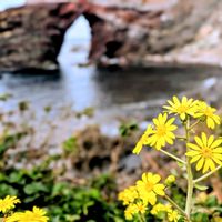 ツワブキ,ツワブキ(石蕗),つわぶき,石蕗（つわぶき）,今日の花の画像