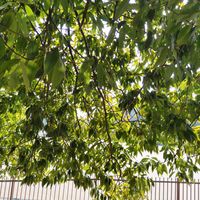 シラカシ,いつもの散歩道,世界平和,被災地にエールを…。,道端徘徊同盟の画像