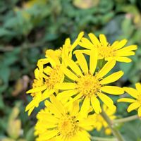 ツワブキ,ツワブキ(石蕗),つわぶき,石蕗（つわぶき）,今日の花の画像