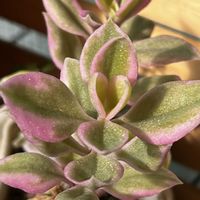 ベビーサンローズ,ベビーサンローズ,仙人の舞,仙人の舞,多肉植物の画像