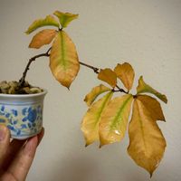 コナラ,コナラ,盆栽,実生,雑木盆栽の画像