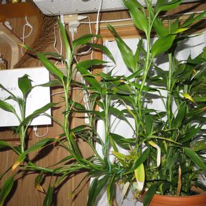 ミリオンバンブー,ドラセナ・サンデリアーナ,富貴竹,観葉植物,インテリアグリーンの画像
