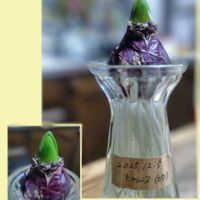 ウメモドキ,花のある暮らし,小さな幸せ,優しい時間,ゆるい暮らしの画像