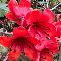 ツツジ,キュンキュン乙女倶楽部,HTC,【こまち多肉部】,平和を願う☆の画像