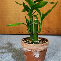 ミリオンバンブー,ミリオンバンブー,観葉植物,ガーデニング,ボタニカルライフの画像