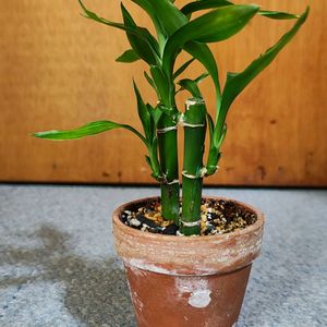 ミリオンバンブー,ミリオンバンブー,観葉植物,ガーデニング,ボタニカルライフの画像