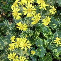 アガパンサス,ツワブキ,Juneの会,秘密の花園♡,2020年6月同期No.003の画像