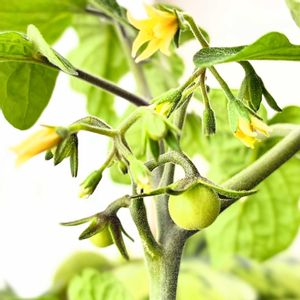 ミニトマト,ミニトマト,実のなる植物,花のある暮らし,緑のある暮らしの画像