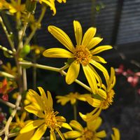 ツワブキ,ドウダンツツジ,地植え,ビタミンカラー,秋色の画像