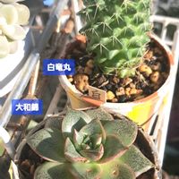 サボテン,大和錦,エケベリア 大和錦,白竜丸,ダイソーの画像