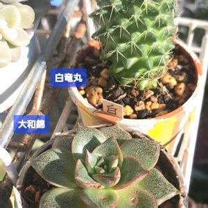 サボテン,大和錦,エケベリア 大和錦,白竜丸,ダイソーの画像