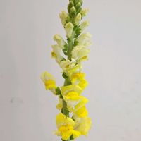 キンギョソウ,スナップ,スナップ　レジェゴールド,一人一花,一人一花運動@福岡市の画像