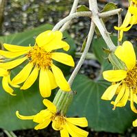ダリア,ツワブキ,ツワブキ(石蕗),黄色い花,今日のお花の画像