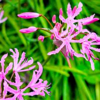 ネリネ,ピンクの花,季節の花,花のある暮らし,水やりの画像