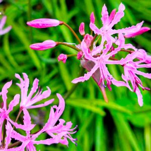 ネリネ,ピンクの花,季節の花,花のある暮らし,水やりの画像