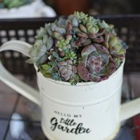 寄せ植え,多肉植物,多肉の寄せ植え,多肉寄せ植え,ベランダガーデニングの画像