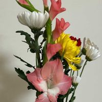 グラジオラスの画像