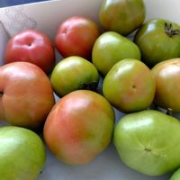 おうち園芸,素人なんです,家庭菜園の画像