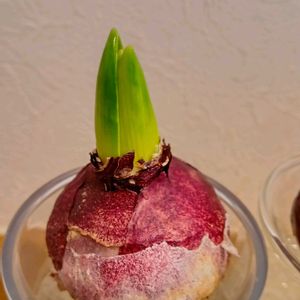 ヒヤシンスの水耕栽培,ヒヤシンスの水栽培★の画像