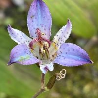 ホトトギス,ナチュラルガーデン,お庭の花たち,宿根草の庭,花と暮らすの画像