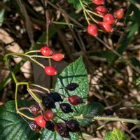 ノイバラ,ノイバラ,ローズヒップ,ノイバラの実,リースの画像