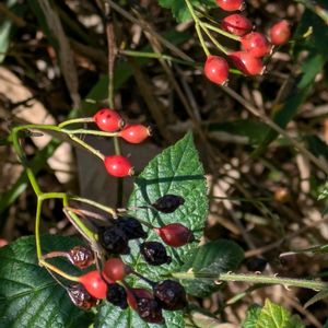 ノイバラ,ノイバラ,ローズヒップ,ノイバラの実,リースの画像