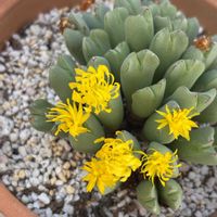 アマリリス,八重咲きアマリリス,コノフィッム(小菊の舞),コノフィッム(小菊の舞),多肉植物の画像