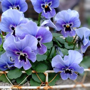 ビオラ ビビ アンティーク ミックス,メゾンドビオラ　グランブルー,種まき,花のある暮らし,冬の庭の画像