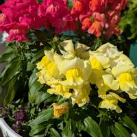 金魚草,花のある暮らしの画像