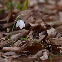 スノードロップ,待雪草（マツユキソウ）,自然観察,散策の画像