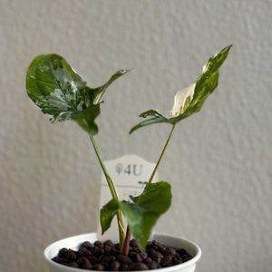 サトイモ科,シンゴニウム・フレンチマーブル,観葉植物,ハイドロカルチャー,育成記録の画像